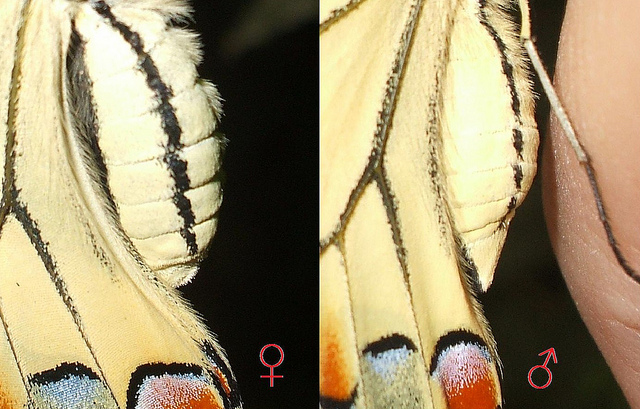 maschio di Papilio machaon ?